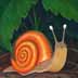 Snail