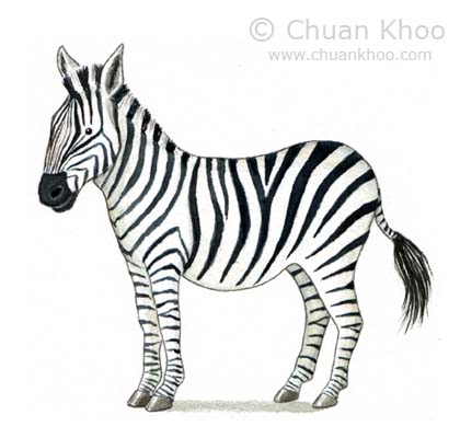 Zebra