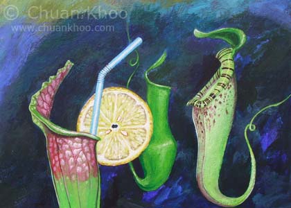 Pitcher Plants